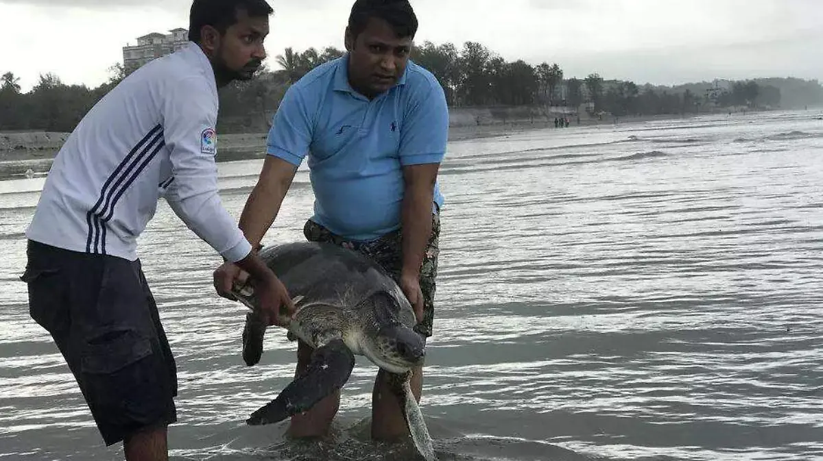 Rescate tortugas-AFP